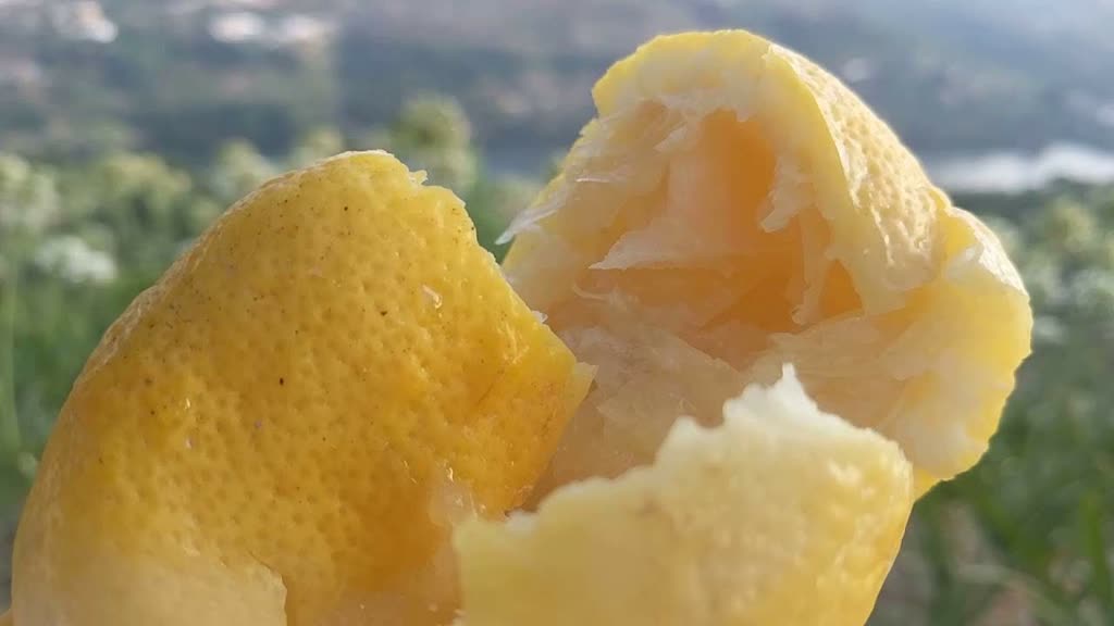 /gallery/2018-07 ahoxus exploded lemon.jpeg